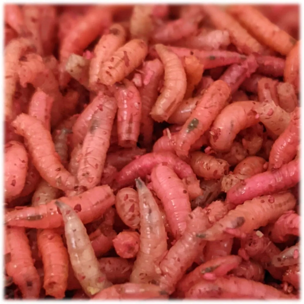 Fluro Maggots